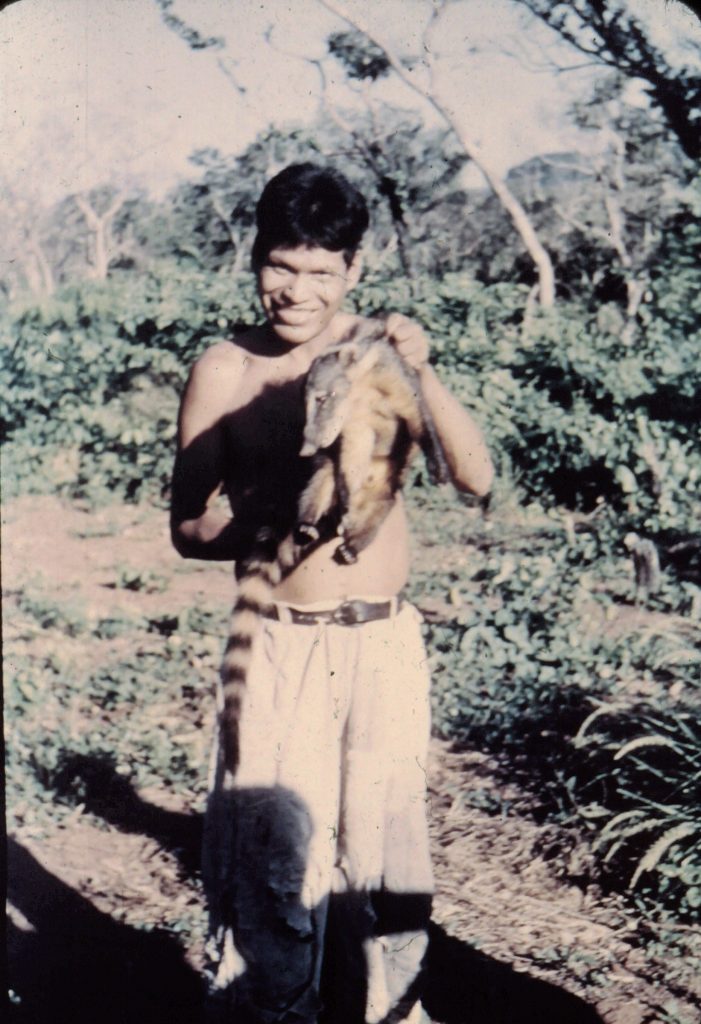 Ayoré man captures a small badger-like animal