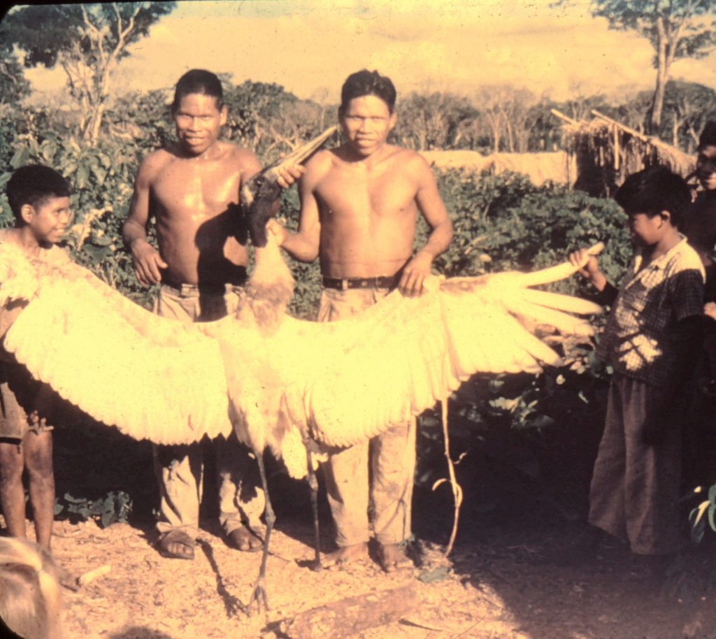Ayoré men kill storklike crane, to harvest feathers for neck adornments